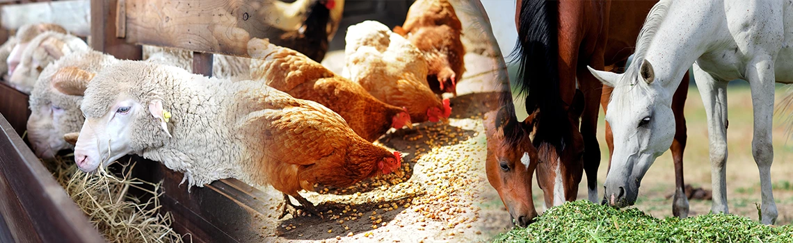 Cattle Feed Production